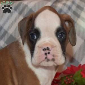 Bandit, Boxer Puppy