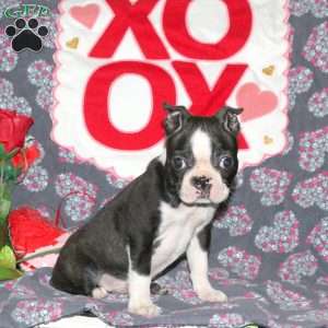 Bandit, Boston Terrier Puppy