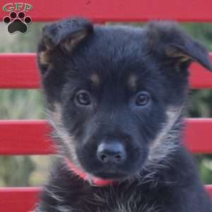 Bandit, German Shepherd Puppy