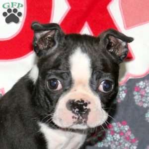 Bandit, Boston Terrier Puppy