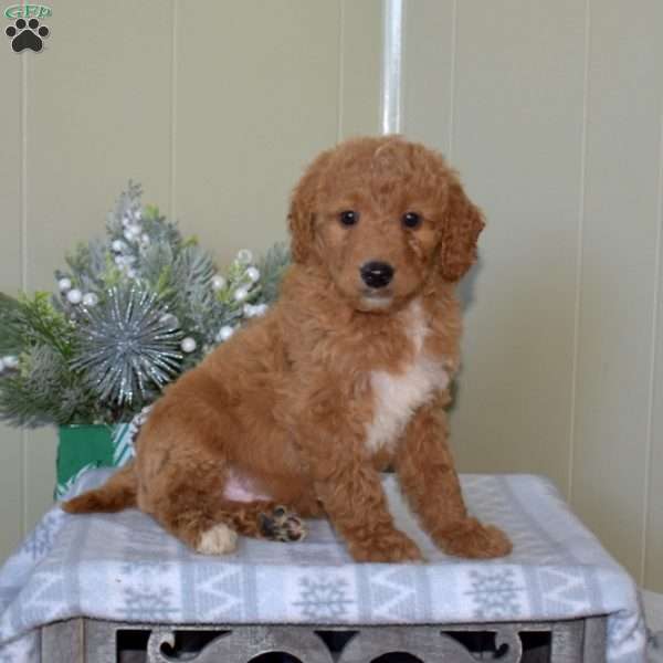 Banjo, Mini Goldendoodle Puppy