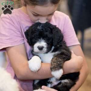 Banks, Bernedoodle Puppy