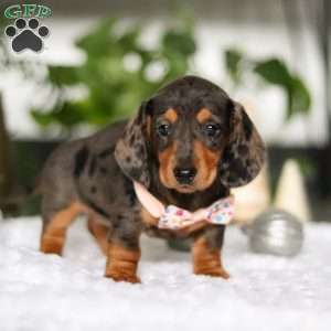 Barbie, Dachshund Puppy