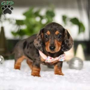 Barbie, Dachshund Puppy