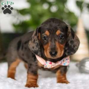 Barbie, Dachshund Puppy