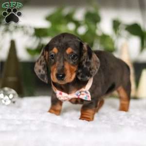 Barbie, Dachshund Puppy