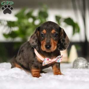 Barbie, Dachshund Puppy