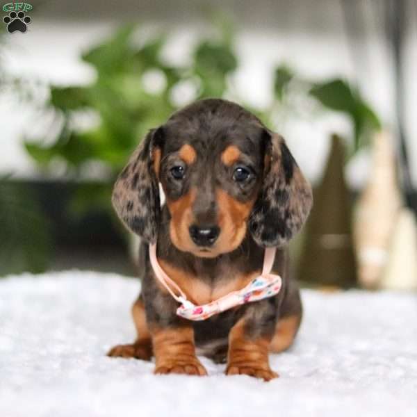 Barbie, Dachshund Puppy