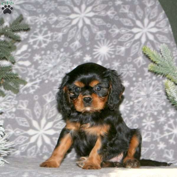 Basil, Cavalier King Charles Spaniel Puppy