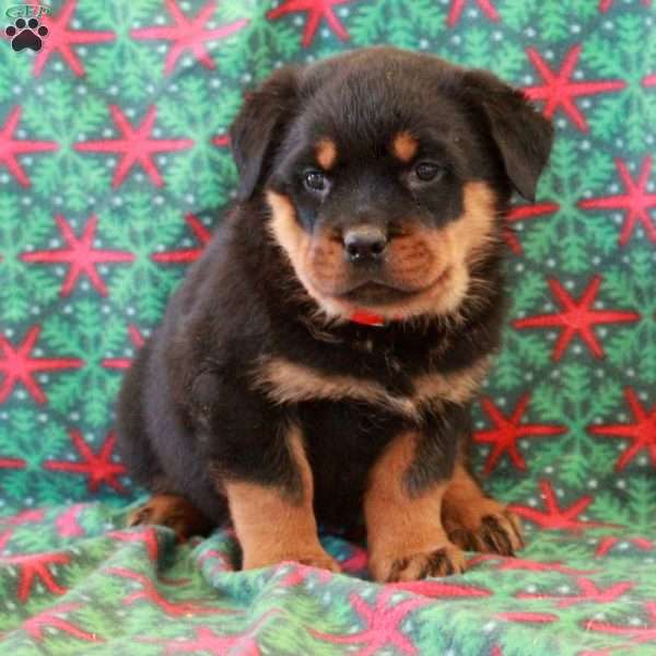 Beana, Rottweiler Puppy