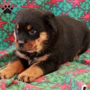 Beana, Rottweiler Puppy