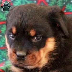 Beana, Rottweiler Puppy