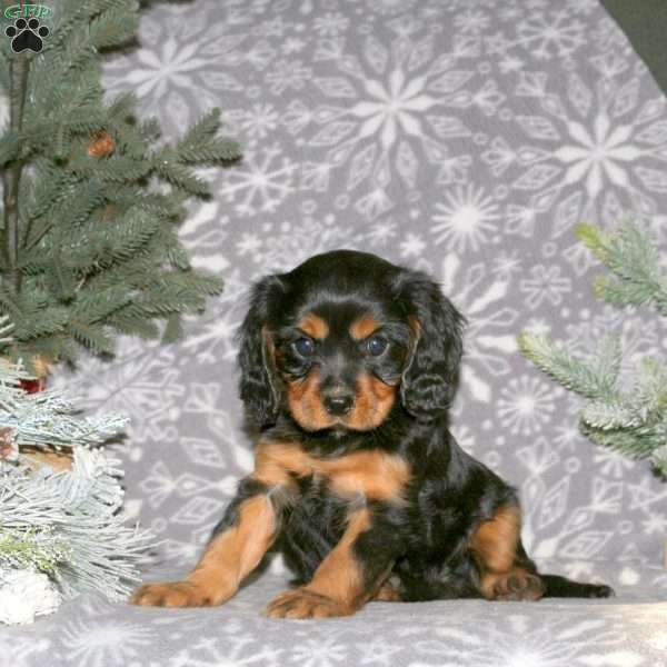 Beanie, Cavalier King Charles Spaniel Puppy