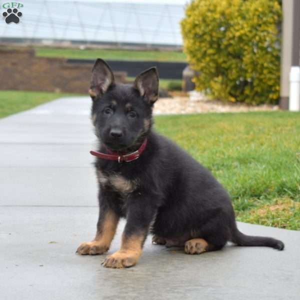 Bear, German Shepherd Puppy