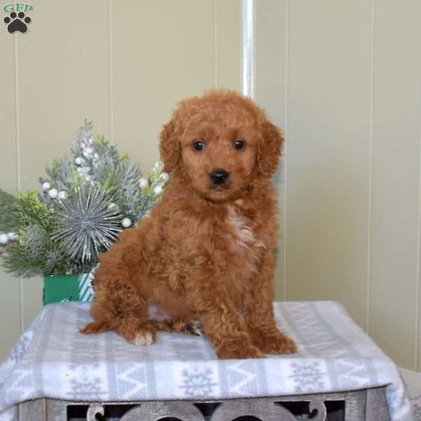 Bear, Mini Goldendoodle Puppy