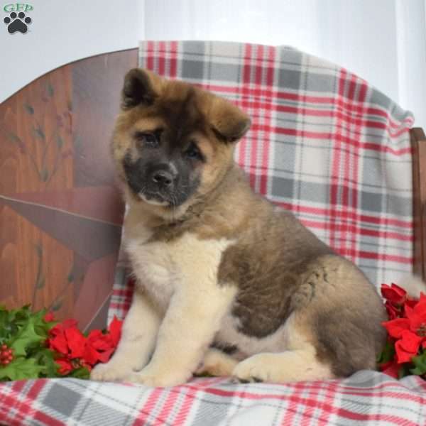 Bear, Akita Puppy