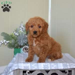 Bear, Mini Goldendoodle Puppy