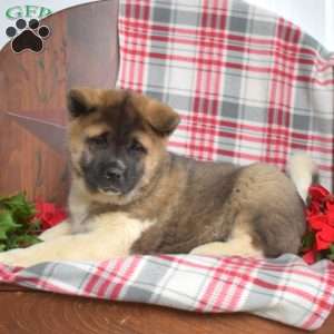 Bear, Akita Puppy