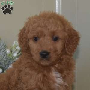 Bear, Mini Goldendoodle Puppy