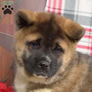 Bear, Akita Puppy