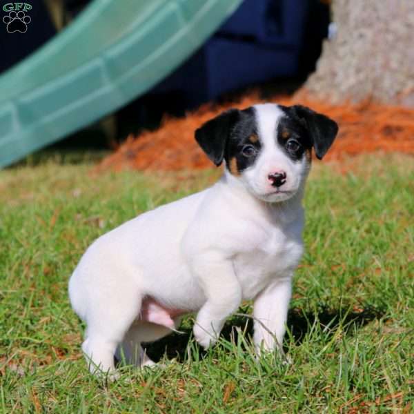 Beast, Jack Russell Terrier Puppy