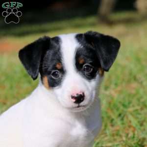 Beast, Jack Russell Terrier Puppy