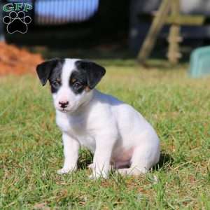 Beast, Jack Russell Terrier Puppy