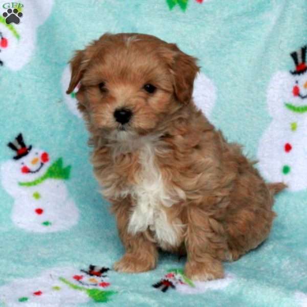 Beau, Maltipoo Puppy