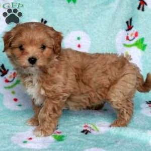 Beau, Maltipoo Puppy