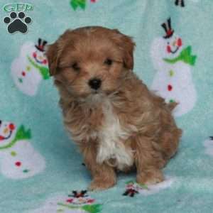 Beau, Maltipoo Puppy