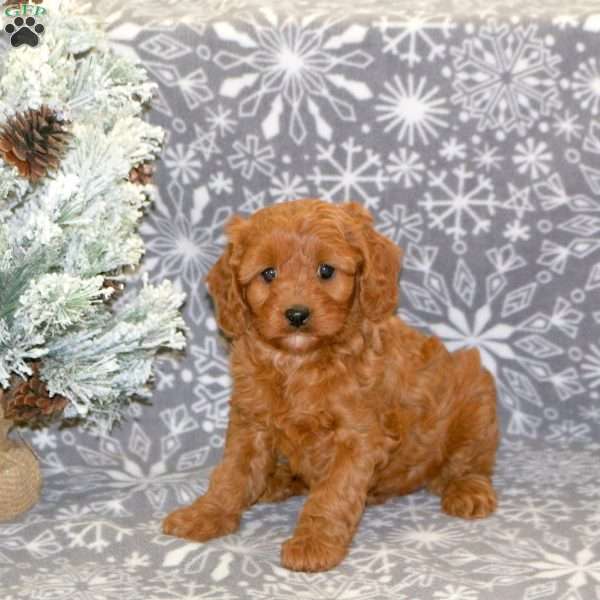 Beauty, Cavapoo Puppy