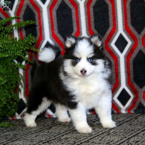 Beauty, Pomsky Puppy