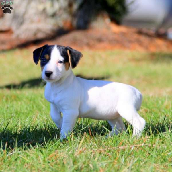 Beauty, Jack Russell Terrier Puppy