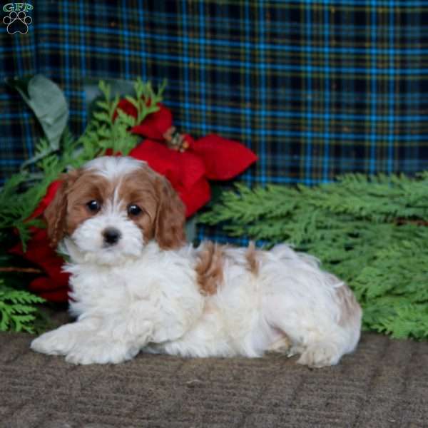 Beauty, Cavapoo Puppy