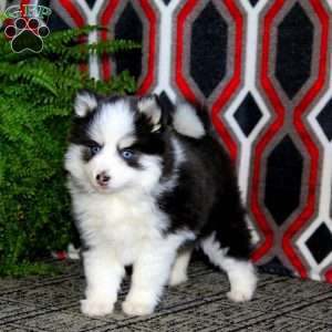 Beauty, Pomsky Puppy