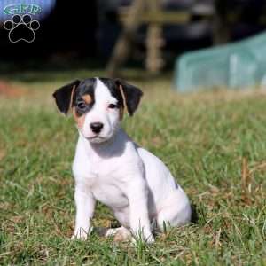 Beauty, Jack Russell Terrier Puppy