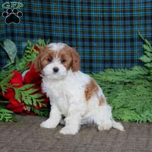 Beauty, Cavapoo Puppy