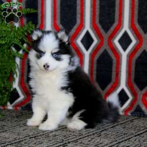 Beauty, Pomsky Puppy