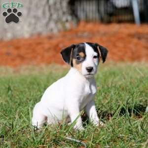 Beauty, Jack Russell Terrier Puppy