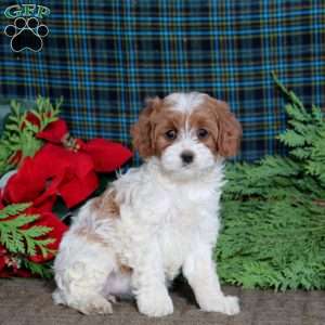 Beauty, Cavapoo Puppy