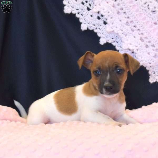 Belena, Jack Russell Terrier Puppy