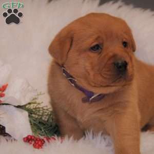 Belinda, Fox Red Labrador Retriever Puppy