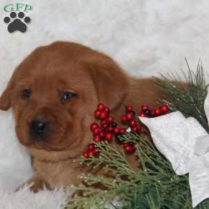 Belinda, Fox Red Labrador Retriever Puppy