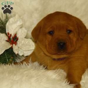 Belinda, Fox Red Labrador Retriever Puppy