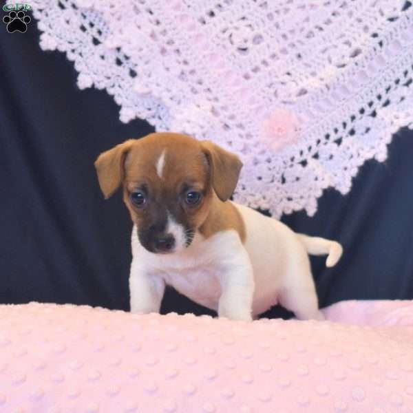 Belinda, Jack Russell Terrier Puppy