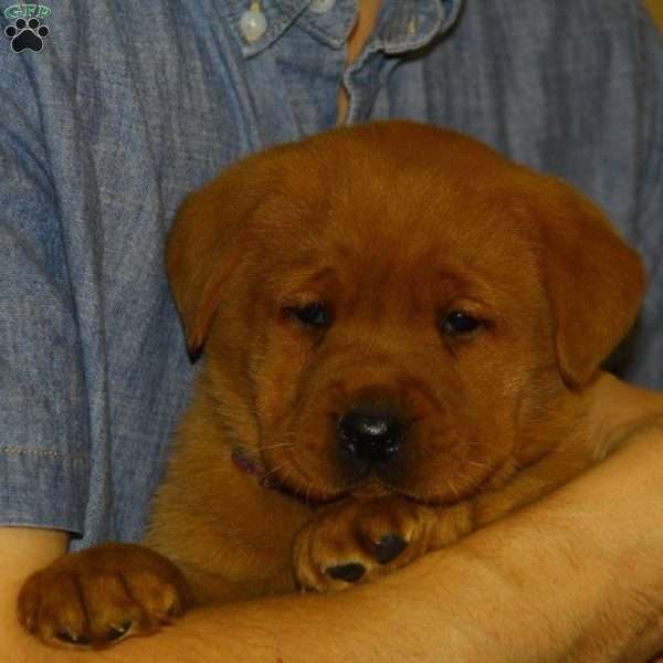 Belinda, Fox Red Labrador Retriever Puppy