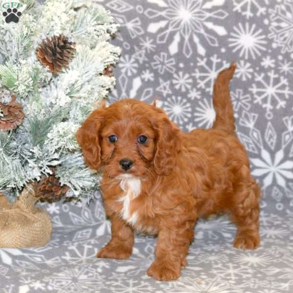 Bell, Cavapoo Puppy