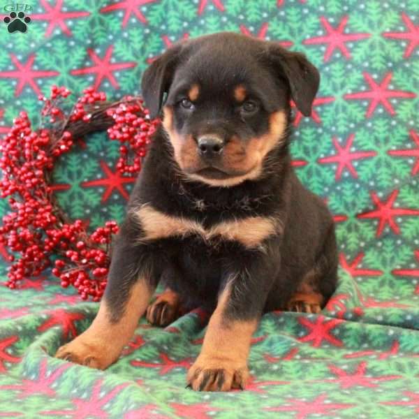 Bella, Rottweiler Puppy