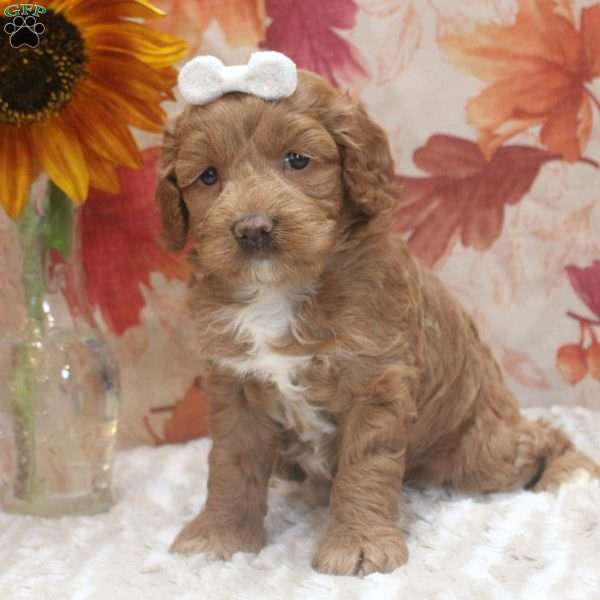 Bella, Cockapoo Puppy