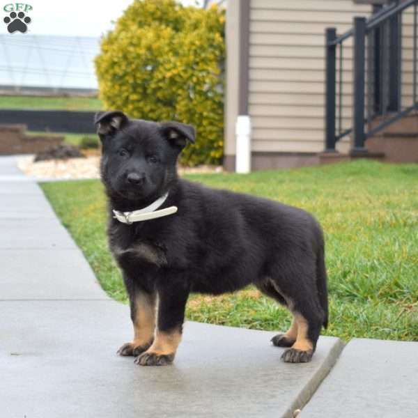 Bella, German Shepherd Puppy